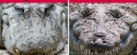 ۱۴ حیوانی که همیشه باهم اشتباه می گیرید و راه های تشخیص آن ها