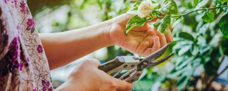 این صدای جیغ زدن گیاهان در اثر درد، تشنگی و استرس است + ویدیو