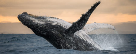 ۱۰ مستند برتر تاریخ در مورد حیات وحش و طبیعت؛ از The Blue Planet تا Our Planet