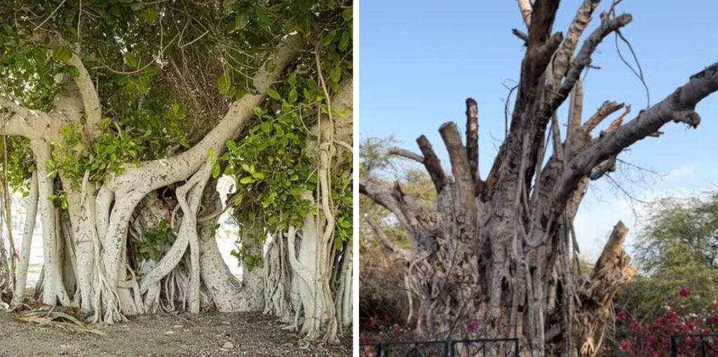 ماجرای خشک شدن درخت انجیر ۵۰۰ ساله جزیره کیش و حواشی آن + ویدیو