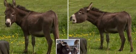 بی قراری ماده الاغ مادر پس از دزدیده شدن کره‌ ۲ ماهه‌اش + ویدیو