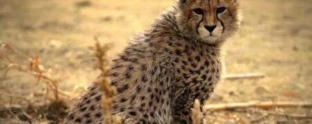 علیرضا شهرداری تیمارگر توله یوز ایرانی: نباید پیروز را تاکسیدرمی می‌کردند