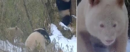تلاش نافرجام تنها پاندای تمام سفید جهان برای نزدیک شدن به مادر و برادر کوچکش + ویدیو