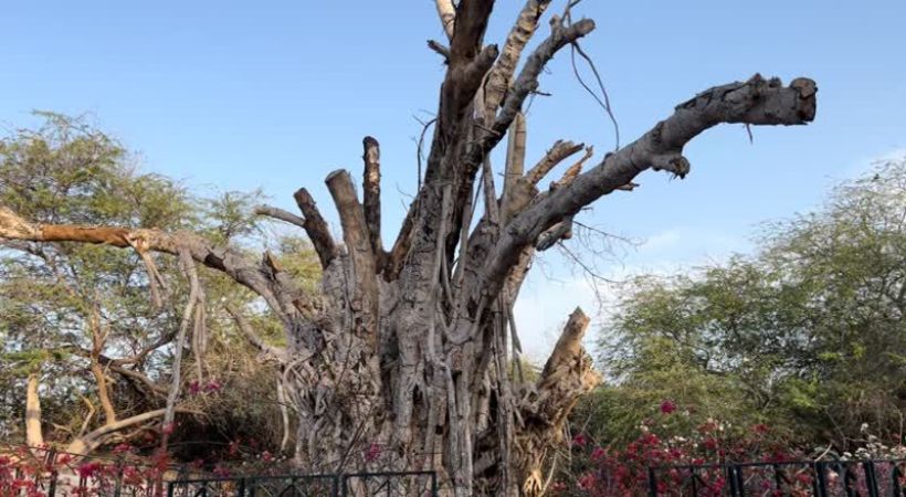 ماجرای از بین رفتن درخت انجیر معابد 500 ساله کیش چیست؟