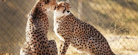 معمای «ایران»؛ روایت های ضد و نقیض درباره باردار بودن یا نبودن مادر پیروز