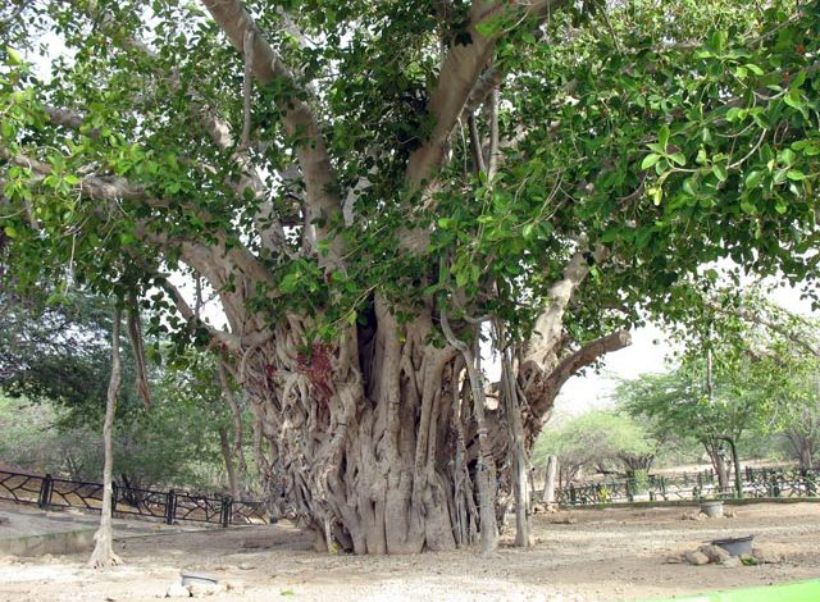 ماجرای از بین رفتن درخت انجیر معابد 500 ساله کیش چیست؟