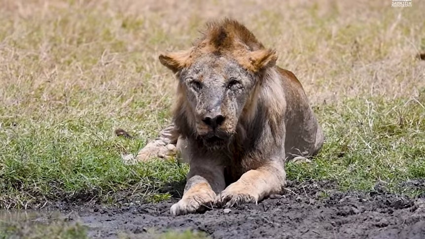 پیرترین شیر وحشی جهان در کنیا با نیزه کشته شد