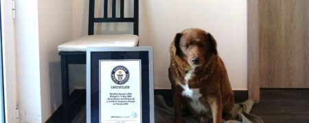 بابی؛ جشن تولد مُسن ترین سگ جهان که با ۳۱ سال سن رکورد گینس را شکست