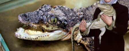 با نخستین پرورش دهنده کروکودیل در ایران آشنا شوید