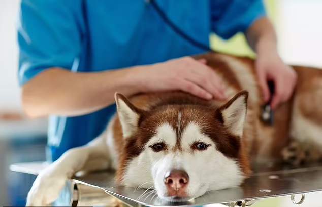 علائم هشداردهنده کلیدی که نشان می‌دهد سگ تان شدیدا بیمار است