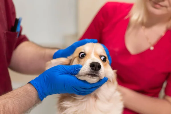 علائم هشداردهنده کلیدی که نشان می‌دهد سگ تان شدیدا بیمار است