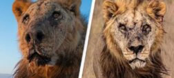 پیرترین شیر وحشی جهان توسط گله داران در کنیا کشته شد