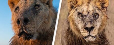 پیرترین شیر وحشی جهان توسط گله داران در کنیا کشته شد