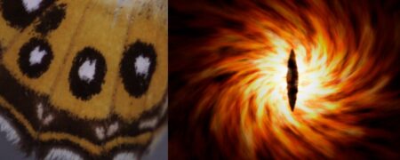 نامگذاری گونه جدیدی از پروانه به نام شخصیت شرور «سائورون» در ارباب حلقه ها