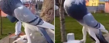 کبوتر جهش یافته‌ با ظاهری ترسناک باعث وحشت کاربران شبکه های اجتماعی شد + ویدیو