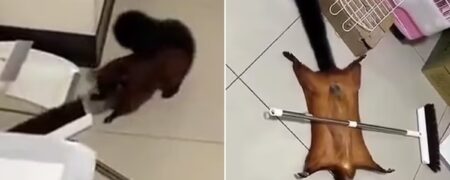 سنجاب باهوشی که باید جایزه اسکار بهترین بازیگر نقش اول را بگیرد + ویدیو