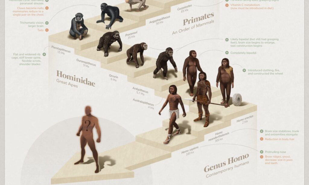 نگاهی به مسیر ۴ میلیارد ساله تکامل حیات انسان بر روی کره‌ی زمین + اینفوگرافیک