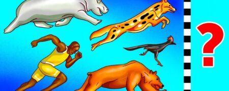 با کندترین و سریع ترین حیوانات روی زمین آشنا شوید + ویدیو