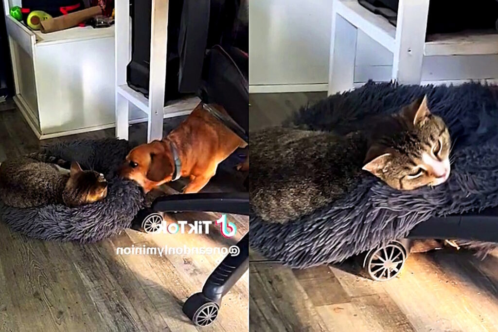 ویدیوی جالب از دعوای بامزه سگ و گربه برای جای خواب!