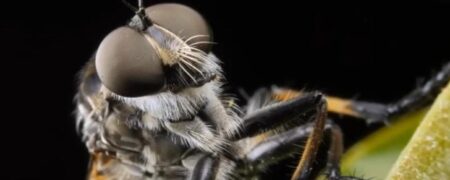 وقتی مگس ها روی غذا می نشینند چه کار می کنند و چرا دست و پای خود را می مالند؟