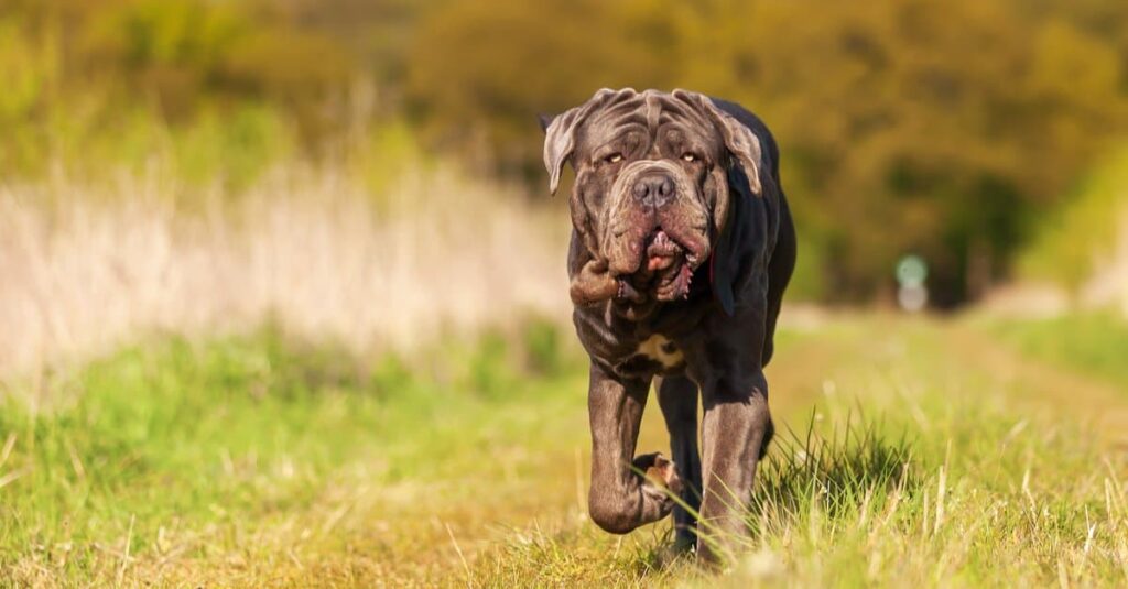 این ۱۳ نژاد سگ می‌توانند «سلطان جنگل» را بکشند