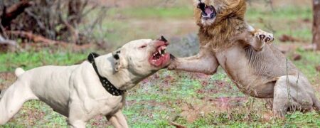 این ۱۳ نژاد سگ می‌توانند «سلطان جنگل» را بکشند