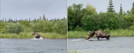 فیلم حیرت انگیز از لحظه شکار گوزن شمالی توسط خرس گریزلی در داخل رودخانه + ویدیو