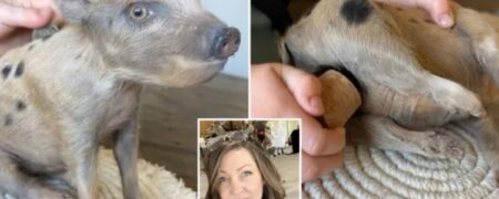 محبوبیت عجیب قلک هایی که از حیوانات تاکسیدرمی شده درست شده اند