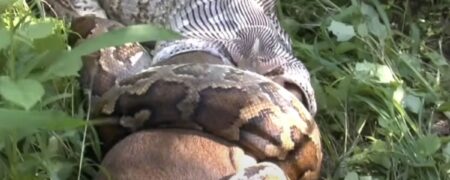 لحظات نفس‌گیر خفه کردن و بلعیدن یک گوزن زنده توسط مار پیتون هندی + ویدیو