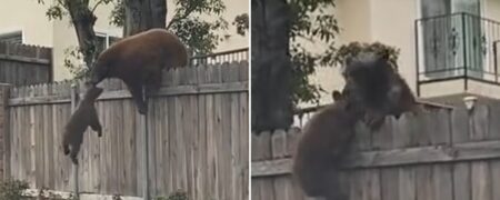 تلاش بامزه‌ خرس مادر برای بالا کشیدن توله‌اش از حصار حیاط یک خانه + ویدیو