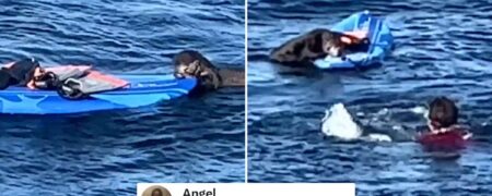 دعوای خنده دار موج‌سوار با یک سمور آبی برای پس گرفتن تخته موج سواری‌اش + ویدیو