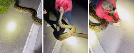 لحظه شکار مار پیتون ۶ متری؛ نبرد تن به تن با بزرگترین مار صید شده در آمریکا + ویدیو