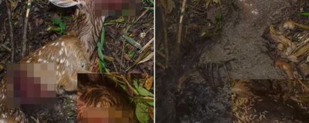 تایم لپس تجزیه لاشه‌ی یک گوزن کاربران شبکه‌های اجتماعی را مجذوب خود کرد + ویدیو