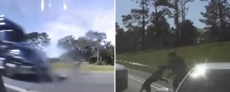 سگ پلیسی که به جای تعقیب متهم فراری به یکی از افسران پلیس حمله کرد + ویدیو