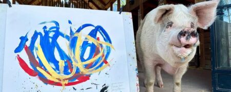 خوک نقاشی که تابلوهایش میلیون ها دلار قیمت دارد