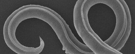 دانشمندان یک کرم یخ زده در سیبری را بعد از ۴۶,۰۰۰ سال زنده کردند + ویدیو