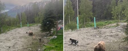 لحظه نبرد ترسناک چند سگ با خرس قهوه ای غول پیکر در آلاسکا + ویدیو