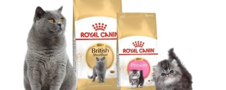 غذای گربه و سگ رویال کنین انتخابی مناسب برای حیوانات کوچک+ مهم‌ترین نکات خرید کوله گربه