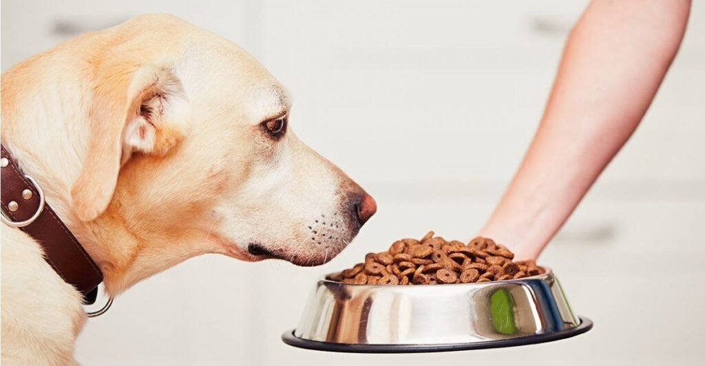 راهنمای کامل انتخاب غذای سگ