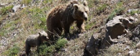 غذا دادن شهروندان عادی به خرس های وحشی در کوه سبلان + ویدئو