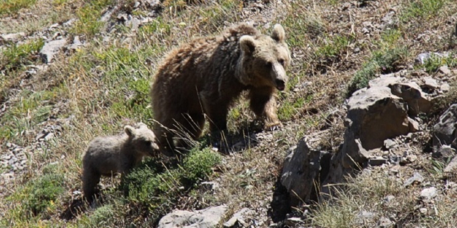 غذا دادن شهروندان عادی به خرس های وحشی در کوه سبلان + ویدئو