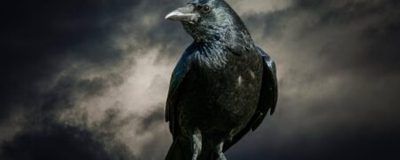 کلاغ ها فقط باهوش نیستند، آنها به طرز ترسناکی باهوشند