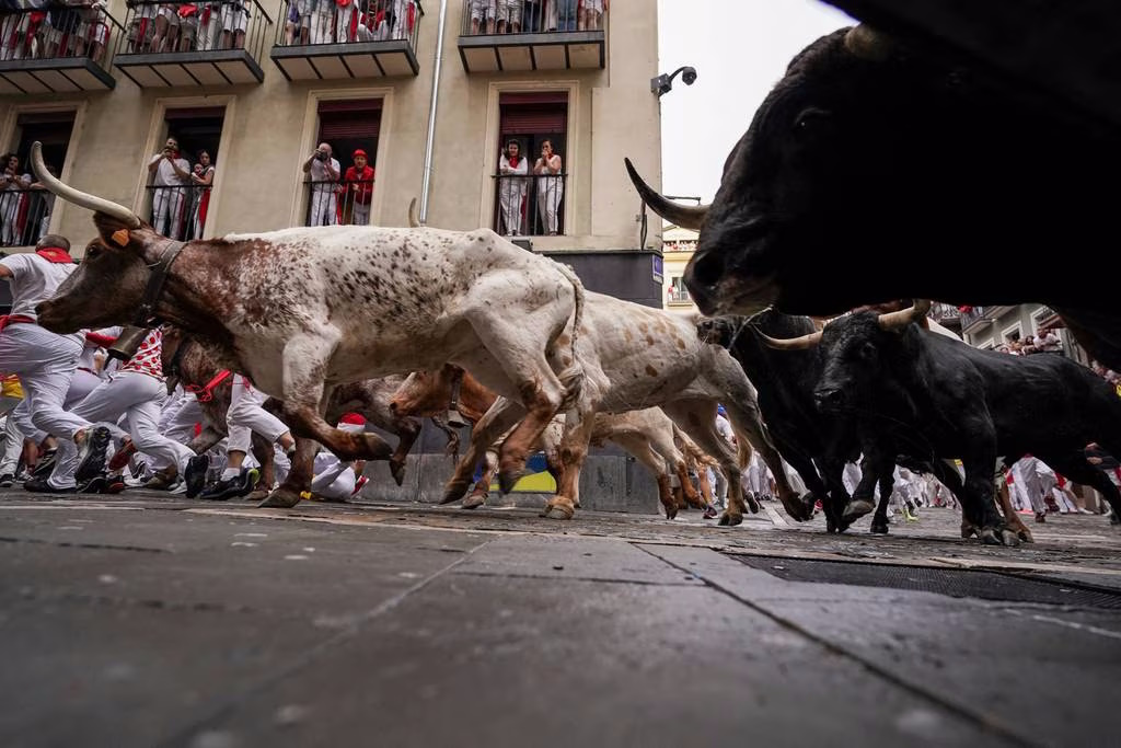 تصاویر هولناک از دویدن گاوهای خشمگین جشنواره «سن فرمین» در میان جمعیت + ویدئو