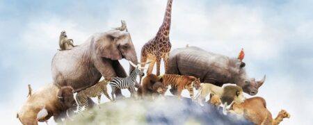 اگر انسان ها به وجود نمی آمدند کدام حیوان بر کره زمین حکومت می کرد؟