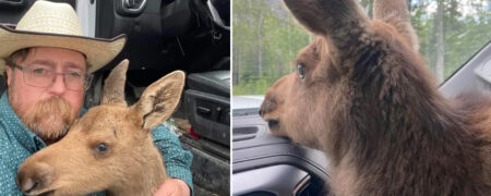 مرد کانادایی بعد از نجات یک بچه گوزن از دست خرس از کار اخراج شد