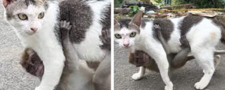 گربه مهربانی که یک بچه میمون گمشده را به فرزندی پذیرفته است + ویدیو