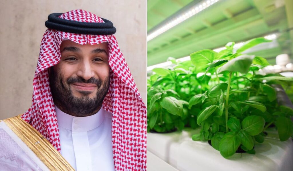عربستان در تلاش برای ایجاد آب و هوای مصنوعی و رشد محصولات کشاورزی در بیابان