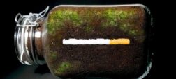 تایم لپس جالب از روند تجزیه سیگار در خاک در طول یک سال