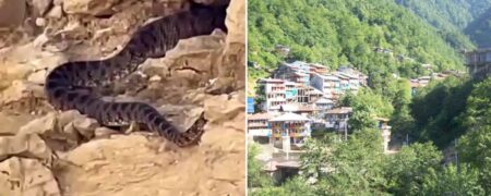 مشاهده مارهای غول پیکر در استان فارس و گیلان + ویدیو