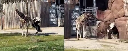 لحظه خنده دار لگد زدن یک زرافه به شترمرغی که می خواست به او حمله کند + ویدیو